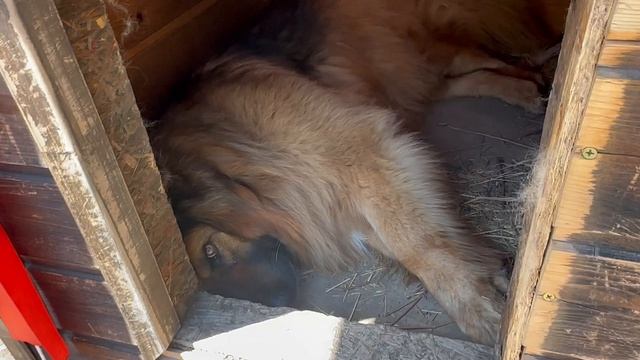 Размер будки для собаки