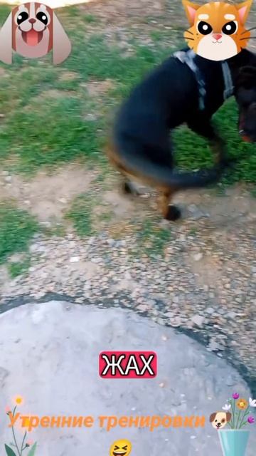 Утренние тренировки🐶 🐱😅