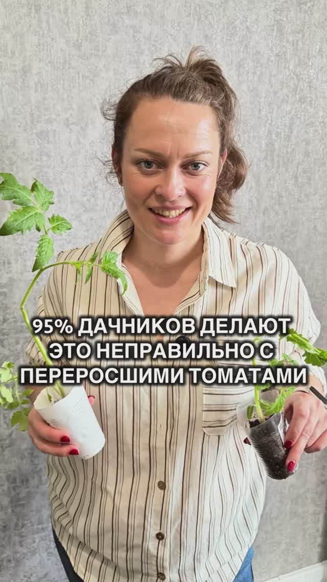 Не знаете, что делать с переросшей рассадой томатов? Уже думаете её выбросить? Не спешите!