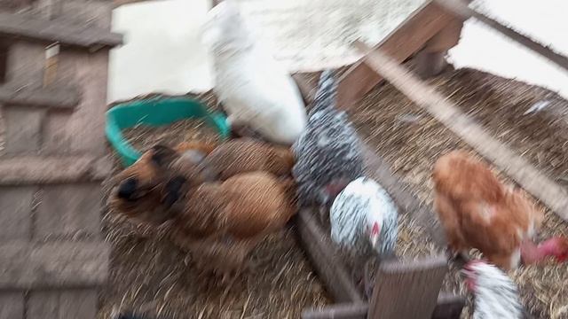 Мне такой стресс не нужен. Отказалась инкубировать утиные яйца. Цыплята лупятся дружно.