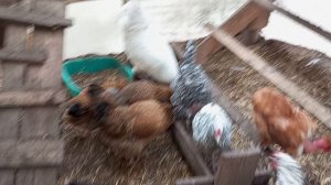 Мне такой стресс не нужен. Отказалась инкубировать утиные яйца. Цыплята лупятся дружно.