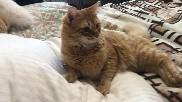 Вторая серия ПВ готовится. Кот тут.