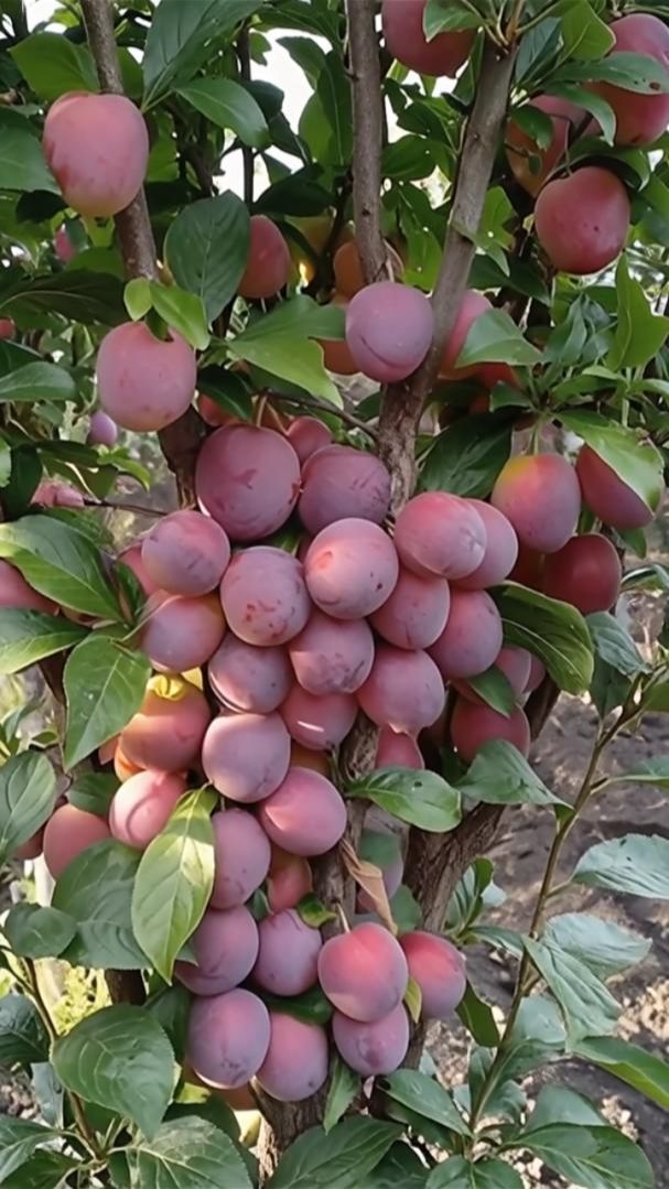 Колоновидная слива Империал | Маленькие Сады