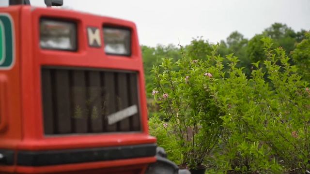 Питомник декоративных растений «Виола»