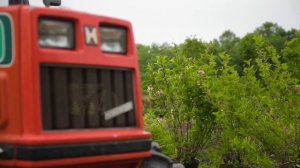 Питомник декоративных растений «Виола»