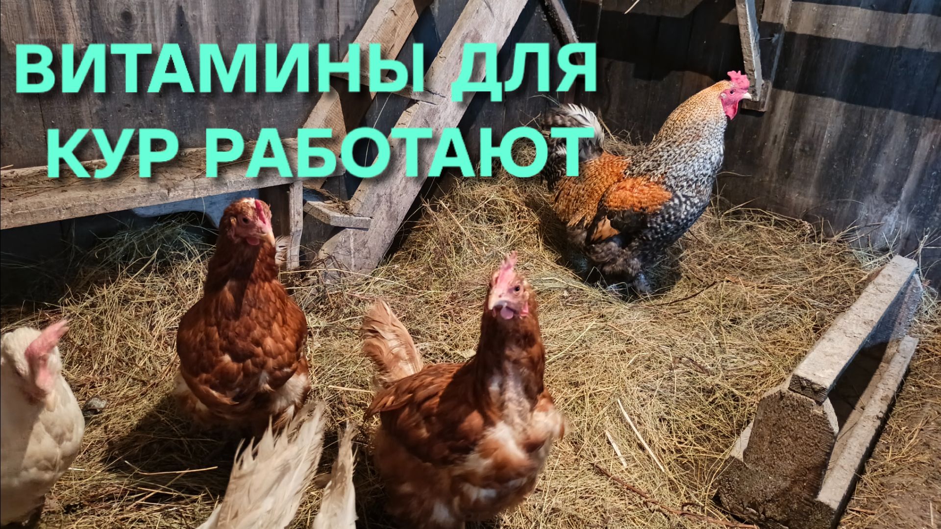 Куры-несушки несутся благодаря витаминам Вечерний сбор яиц