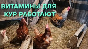 Куры-несушки несутся благодаря витаминам Вечерний сбор яиц