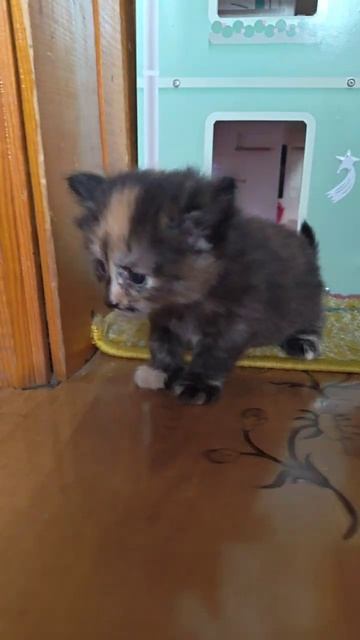 милый котик