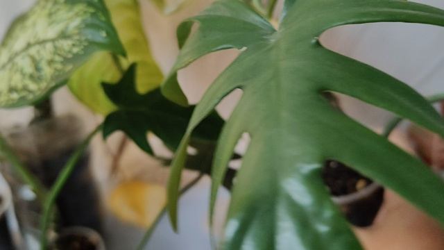 АГЛОАНЕМЫ , ДЕФИНБАХИИ,ЗАМИОКУЛЬКАС В ИЗЛИШКАХ ДЛЯ ВАС. 30-04-2026