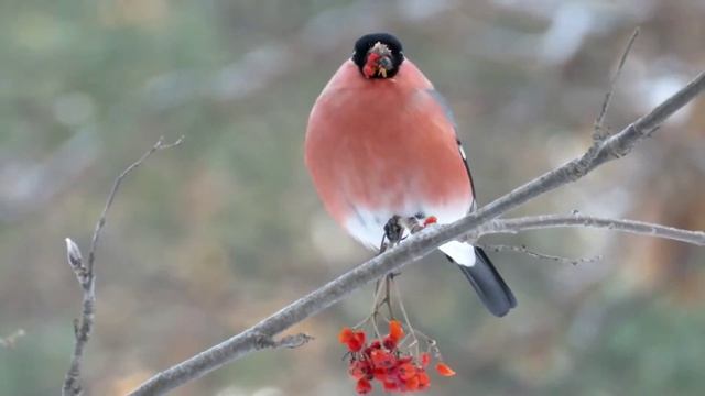 Снегирь за трапезой. Видео.
