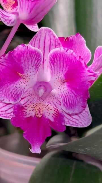 Так выглядит лекарство для души!