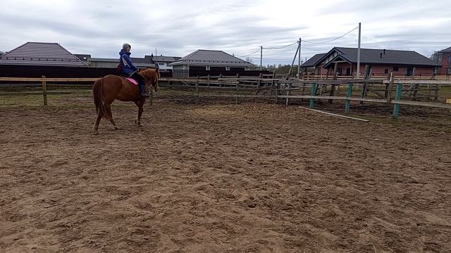 #жизнь_Аликорна 30.04.26 Таня на Лилу, эксперимент с новым всадником.