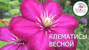 Клематисы весной. Покупка, посадка, уход.