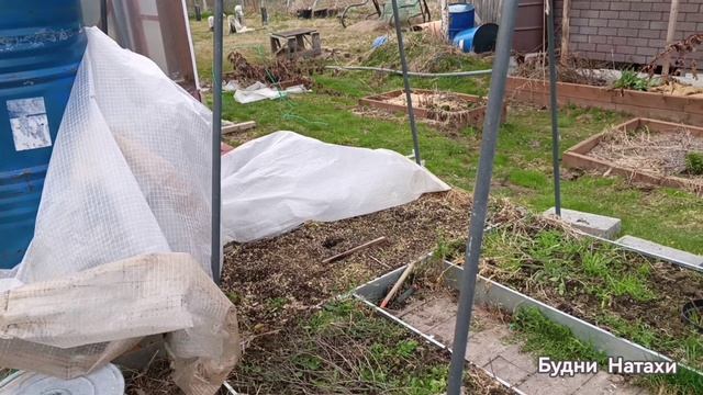 Начало убоки на даче.  Клубнику почти облагородила