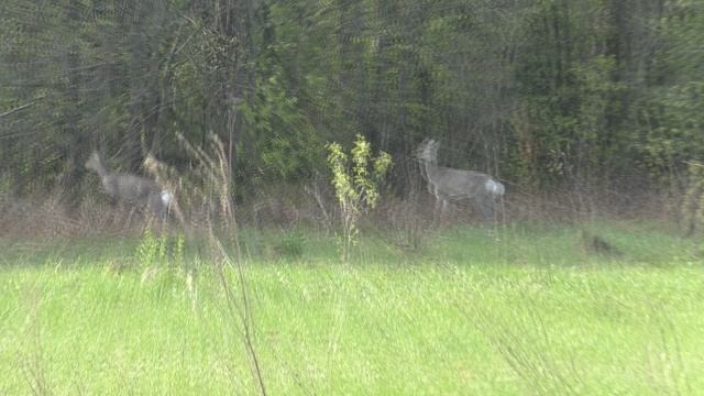 Дикие Олени От 30 04 2026 Года.