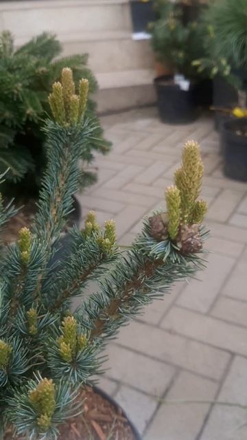 ❤🌲Сосна Блауэр Энжел
✔Продажа растений в макс и телеграм канале: Https://t.me/love_is_hvoiny_dvorik