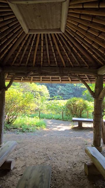 В парке Мэйдзи, Токио, Япония