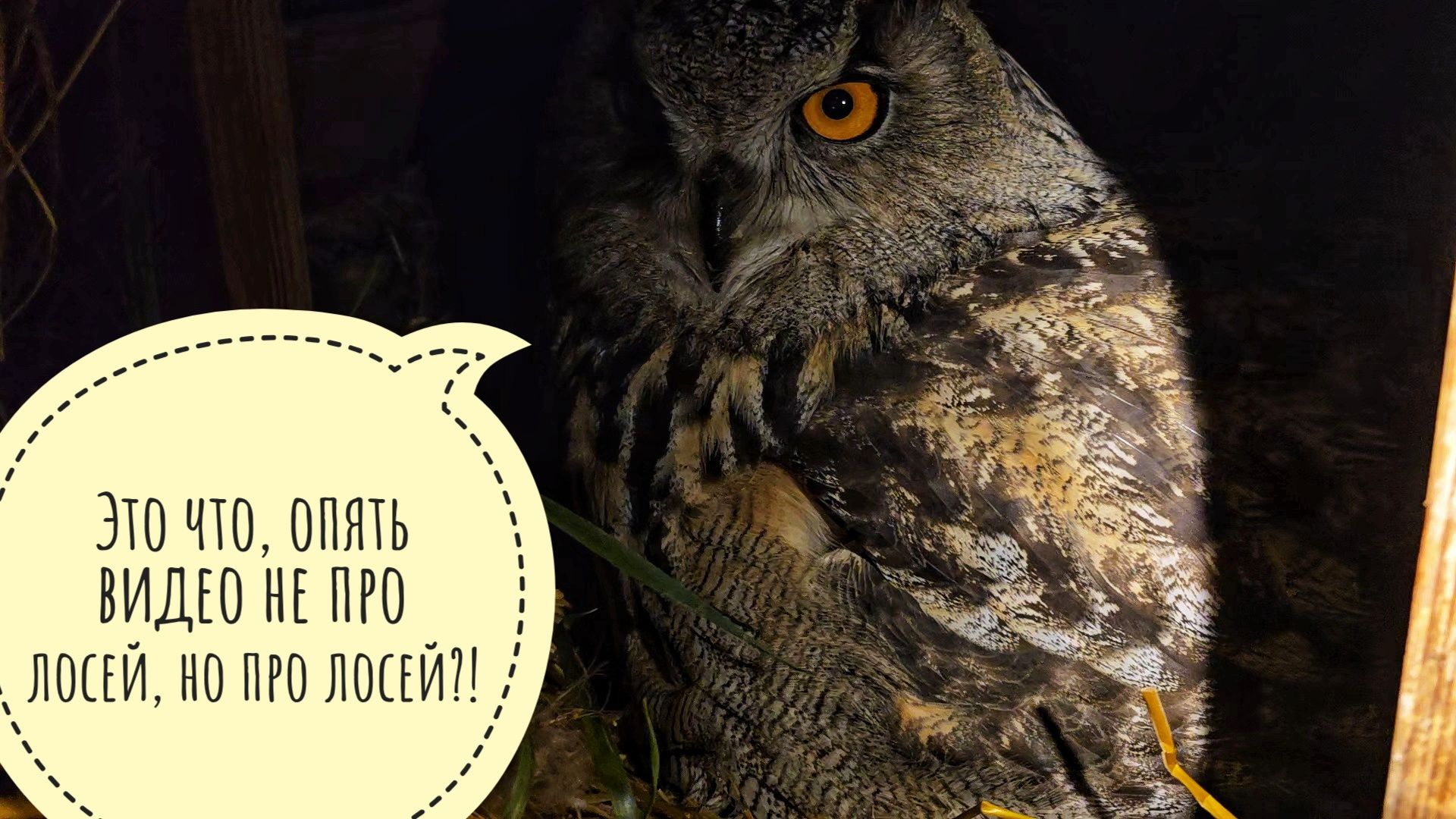 Сова филин Ёль слушает про лосей из приюта. Да не Степан это там был!