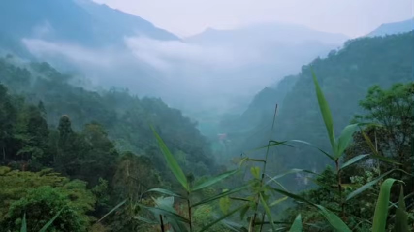 Уход за очаровательными козлятами и забота о свинье‑маме, которая только что родила.