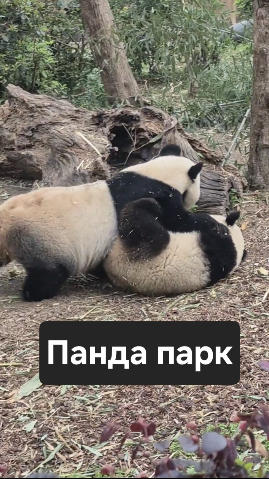 Панда парк.  30-04-2026