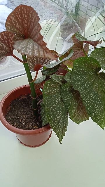 Почему у бегонии крапчатой могут опадать листья