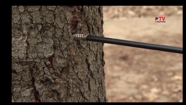 Вышла «Точка.RU» на TV Губерния. Среди сюжетов — репортаж из ВГЛТУ об адаптации деревьев к климату