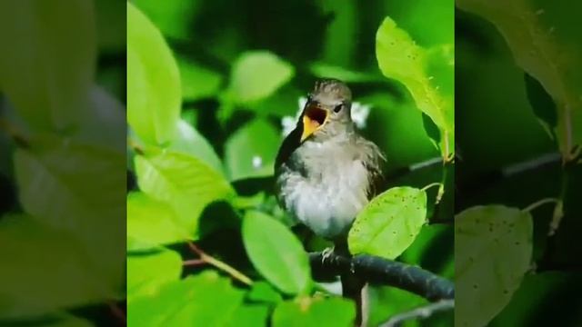 VID_20260430_024323_976.mp4