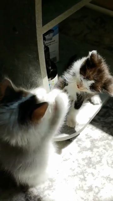 Котёнок ушёл за бутылочку.