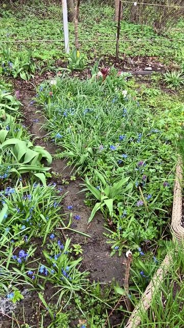 Мелколуковичные после цветения - чтобы не потерять