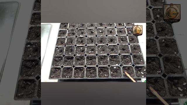 Выращиваем зелень.