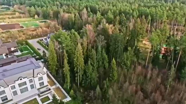 Участок с лесными деревьями