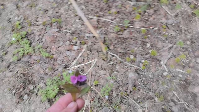 БОТАНИЧЕСКАЯ ЭКСКУРСИЯ 2926г N1