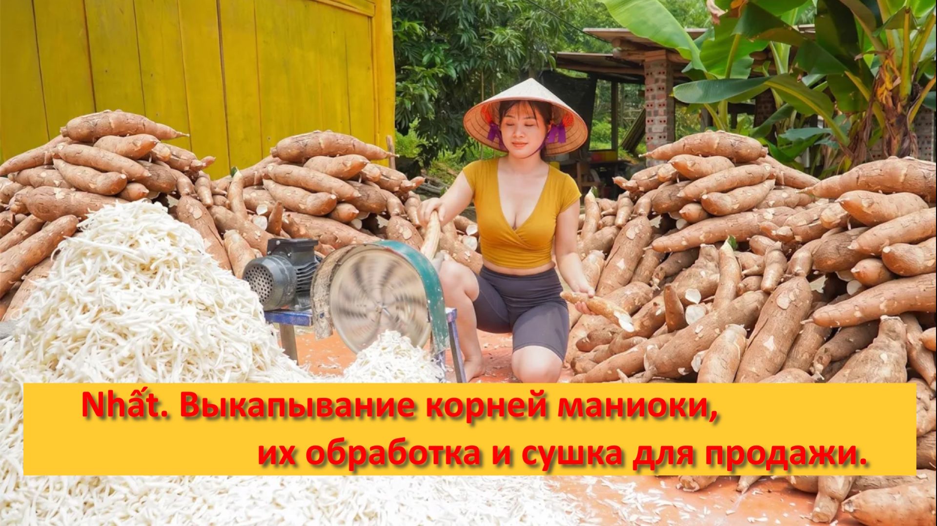 Nhất. Выкапывание корней маниоки, их обработка и сушка для продажи.