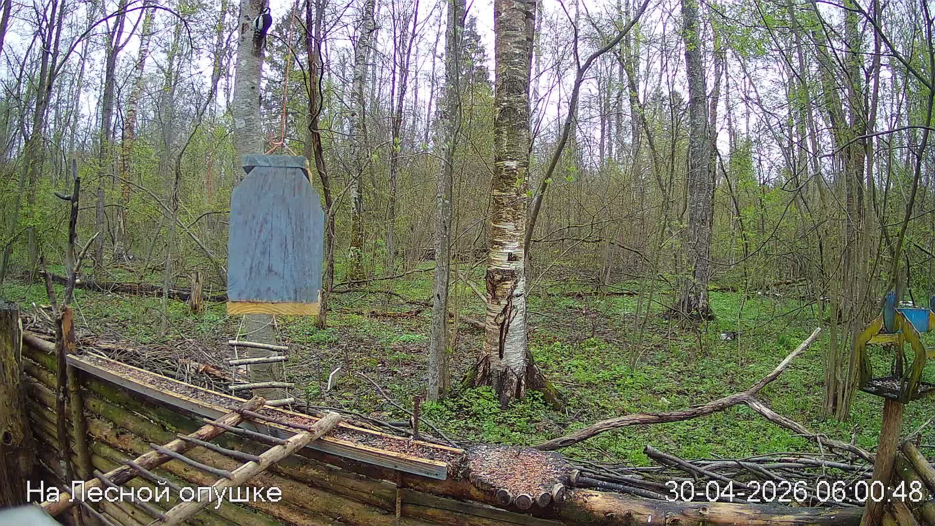 LIVE: На лесной опушке. Природа онлайн