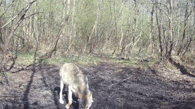 🐺 волк фото ловушка