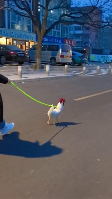 Домашний петух