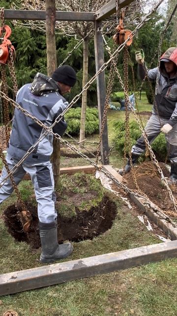 Иногда, чтобы сохранить сад — нужно его аккуратно переместить.