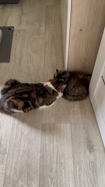 Наши котики