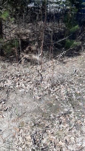 Змеи активизировались