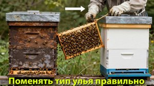 Как ПРАВИЛЬНО сменить тип улья: Секреты профессора Кашковского