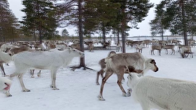СОБЫТИЯ И ФАКТЫ. 30 АПРЕЛЯ 2026 (МИГ ТВ, Ноябрьск)
