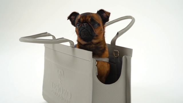 Сумка переноска для собак Tesoro Collezione