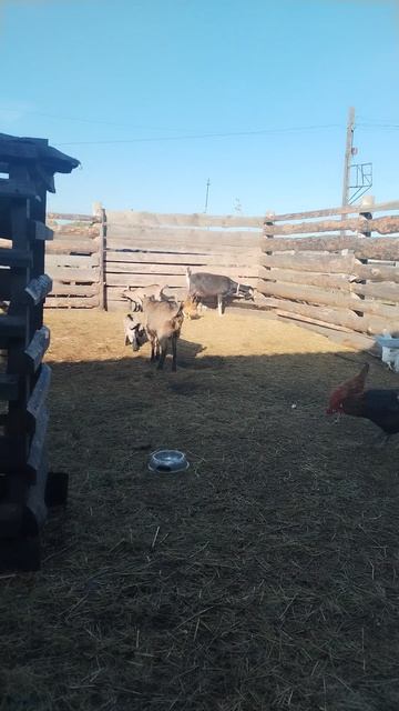 Не с кофе началось утро.