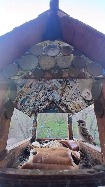 1000016631.mp4Кормушка.30.04.2026г.