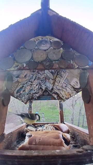 1000016630.mp4Жизнь кормушки.30.04.2026г.