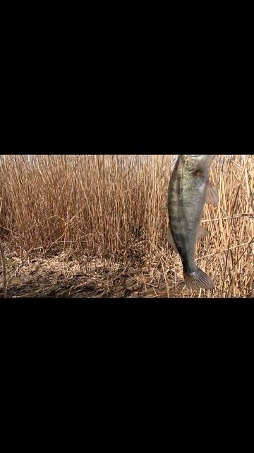 мой первый судак