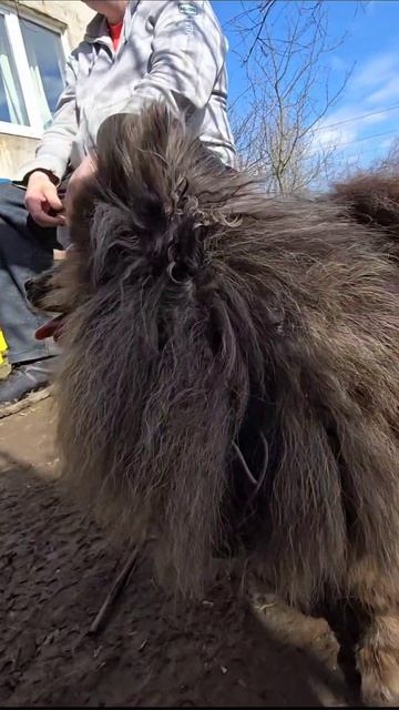 шашлыки  #мясо #шашлык #шашлыки #еда