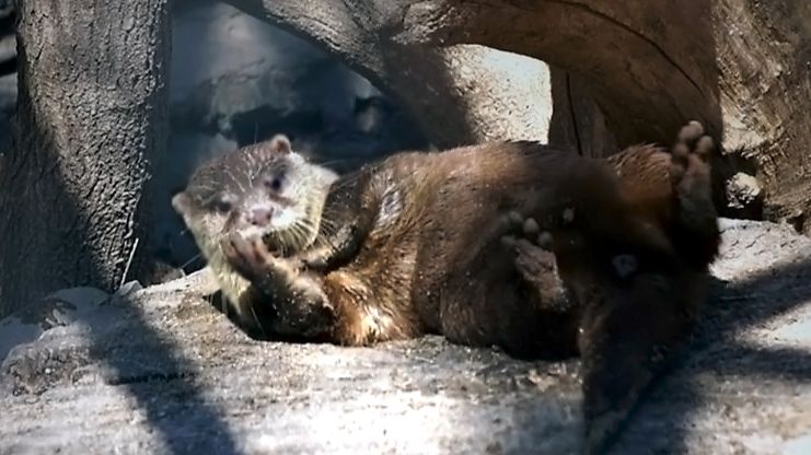 Самые маленькие и игривые бескоготные выдры переехали в уличный вольер и очень радуются этому.