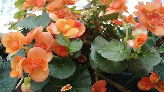 АПРЕЛЬСКАЯ СНЕЖНАЯ СКАЗКА И МАМИНЫ ЦВЕТОЧКИ! МОСКВА. 27 АПРЕЛЯ 2026 ГОДА.