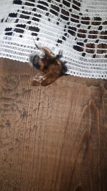 Мохнатый #шмель - на душистый хмель